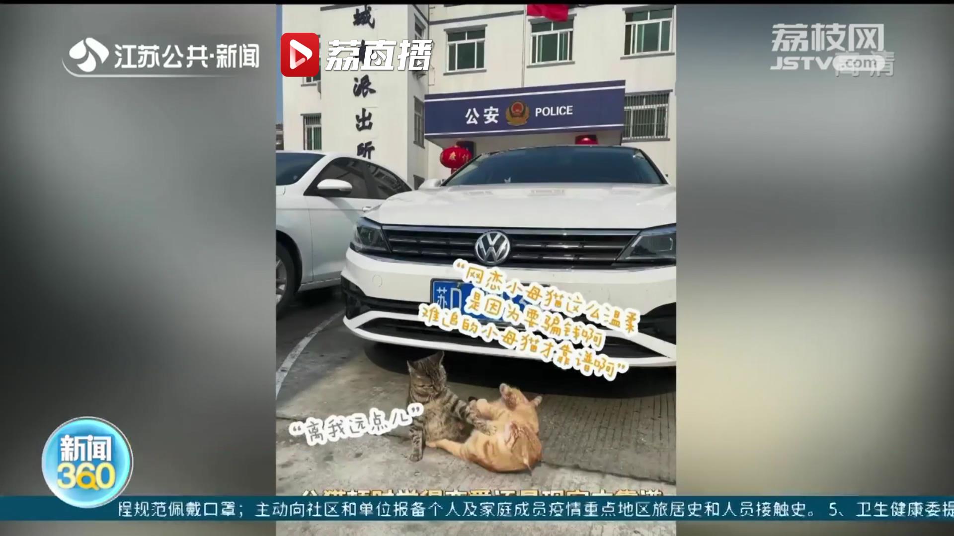 流浪猫成“警猫”化身为州溧阳一派出所反诈“宣传员”