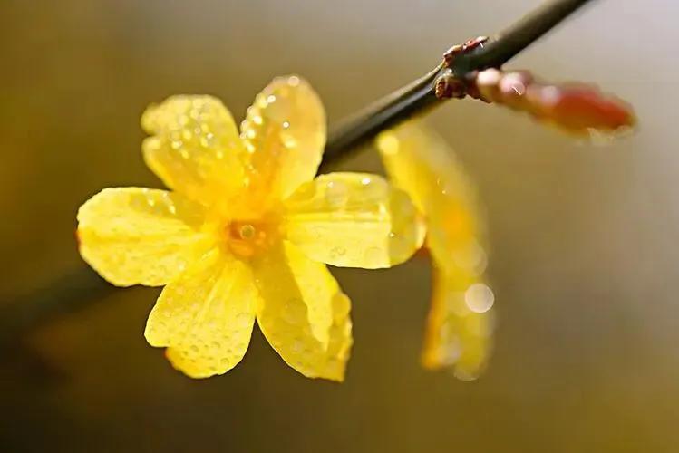 迎春花的气味是什么味道（迎春花代表的花语）