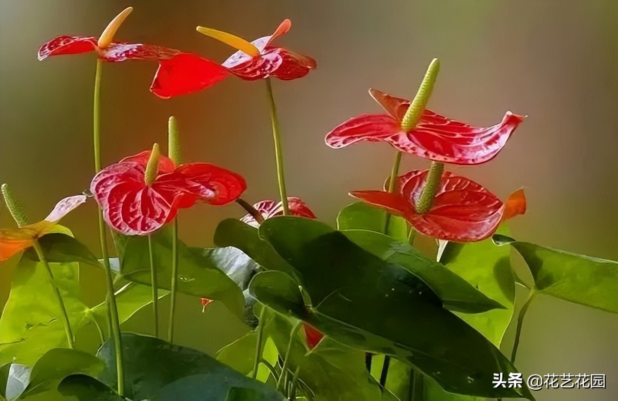 有钱人唯独养这三种“财运花”，难怪个个旺运，越来越富裕