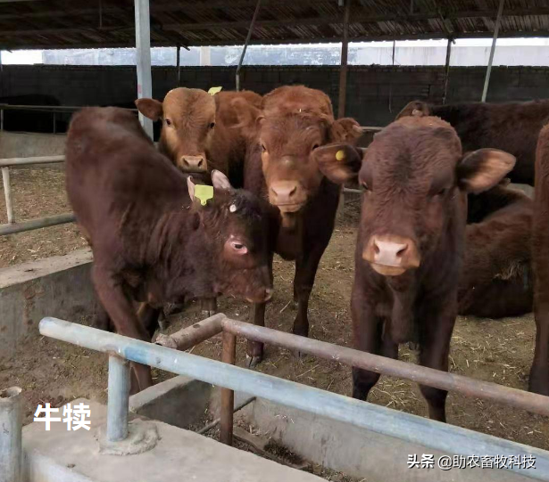 外购瘦弱牛或牛犊短时间育肥的诀窍，每头牛三个月赚3千很容易