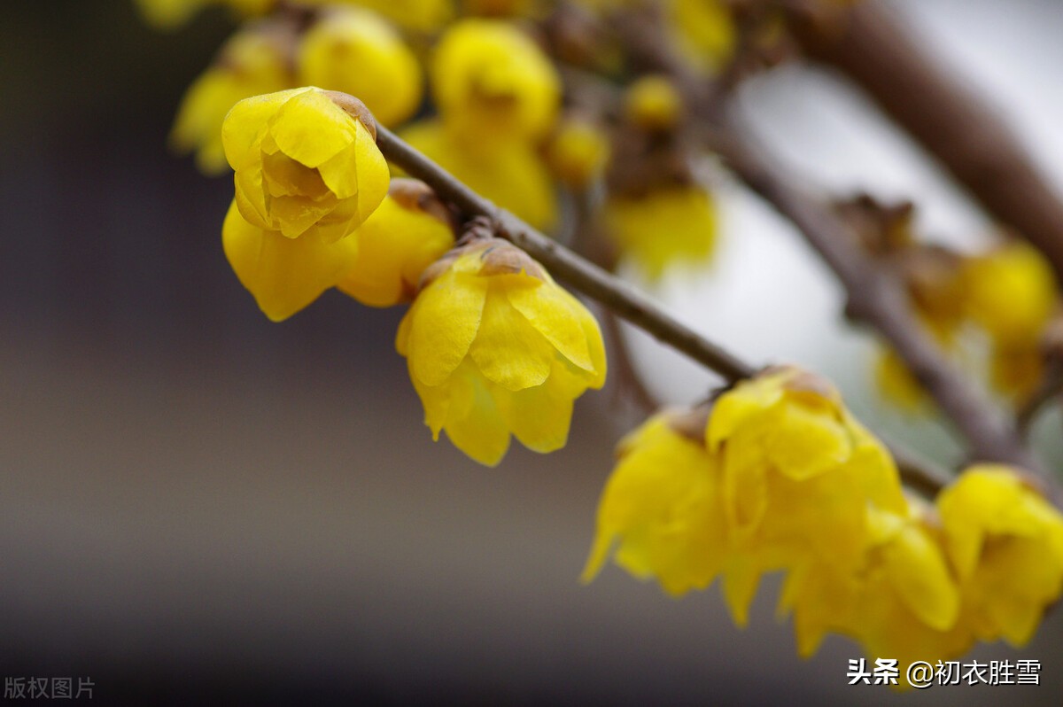 腊梅别致宋诗五首：一花香十里，谁敢斗香来？