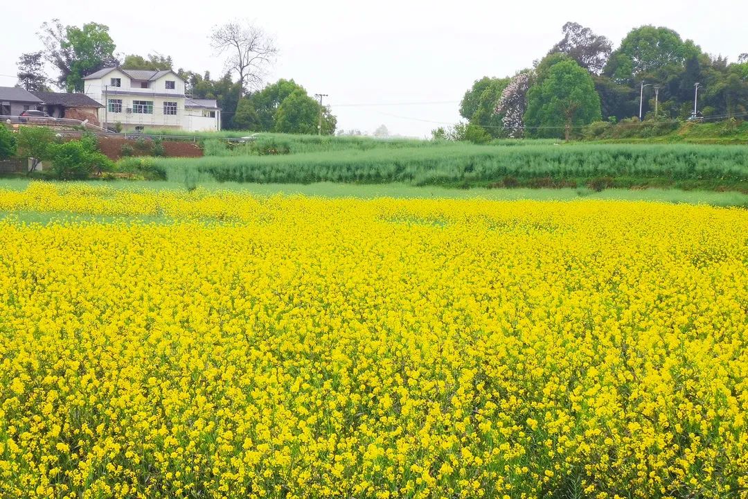 白沙古镇春意浓，不负春光不负卿