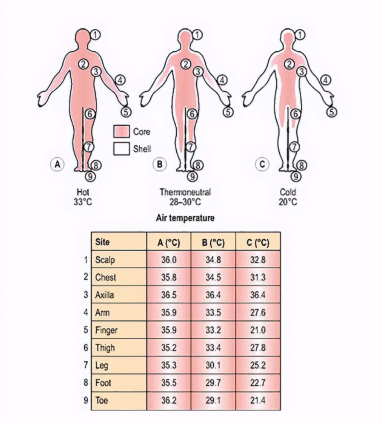 人脑深层温度超过40度！但人体体温在下降，已不足37度，为什么？