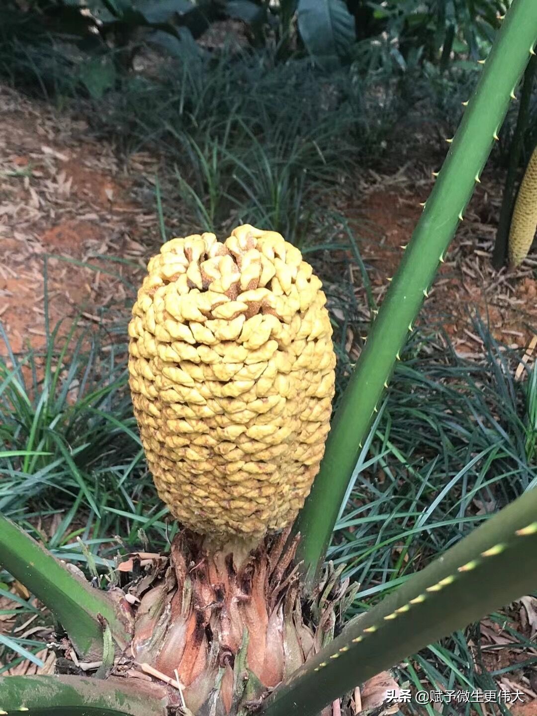 赋一甲——风华百代蔚满霞