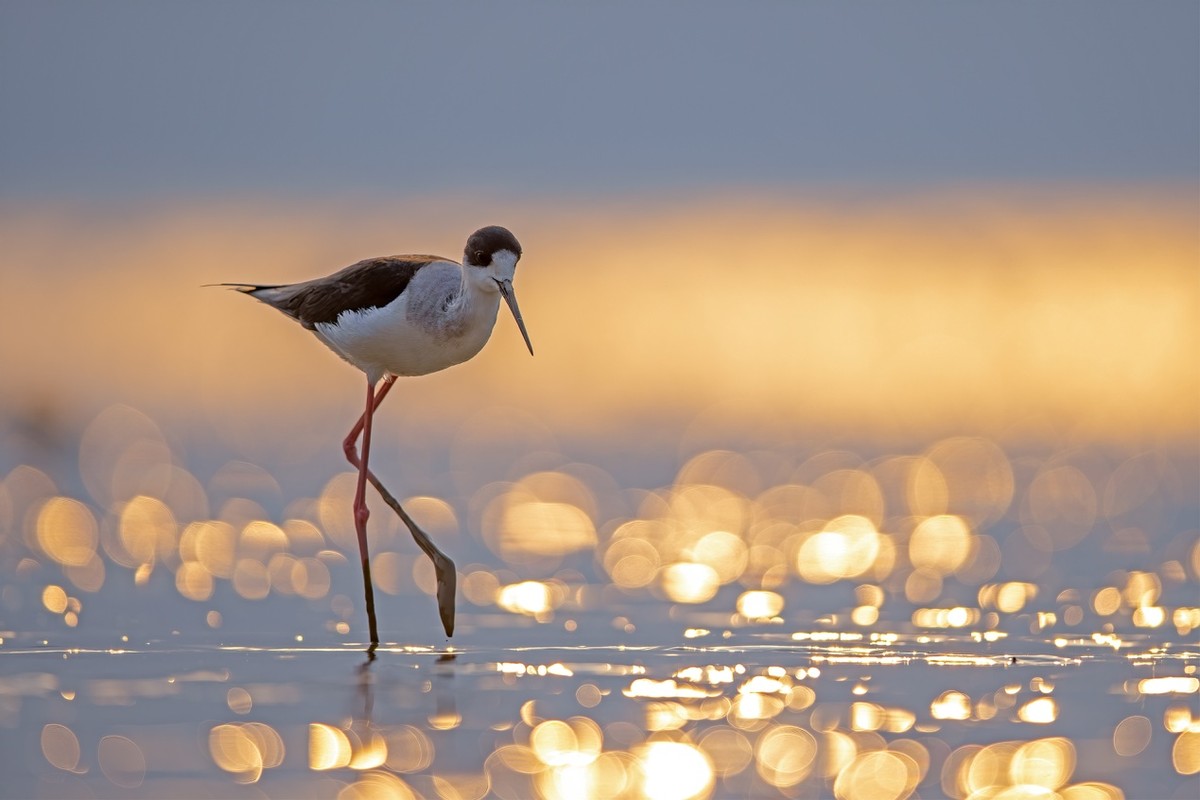 以热爱为名发现自然之美 那些野性瞬间背后的故事