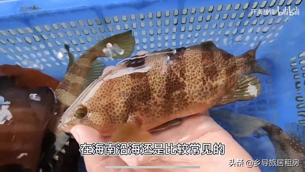 鲈麻石斑鱼图片
