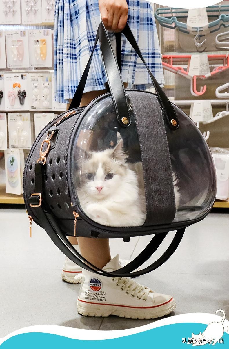 别再给你家猫用透明猫包了