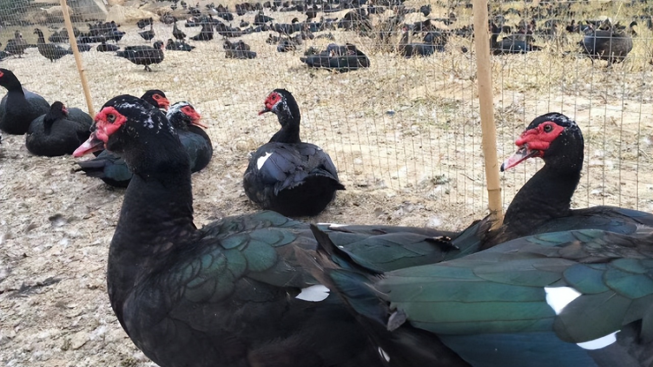 "鸭中贵族"的番鸭,价值远超普通鸭类,为何在农村没大量养殖?