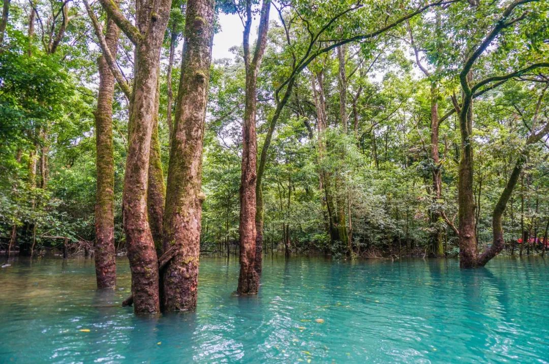 六首佛系诗词：但看花开花落，莫论人间短长