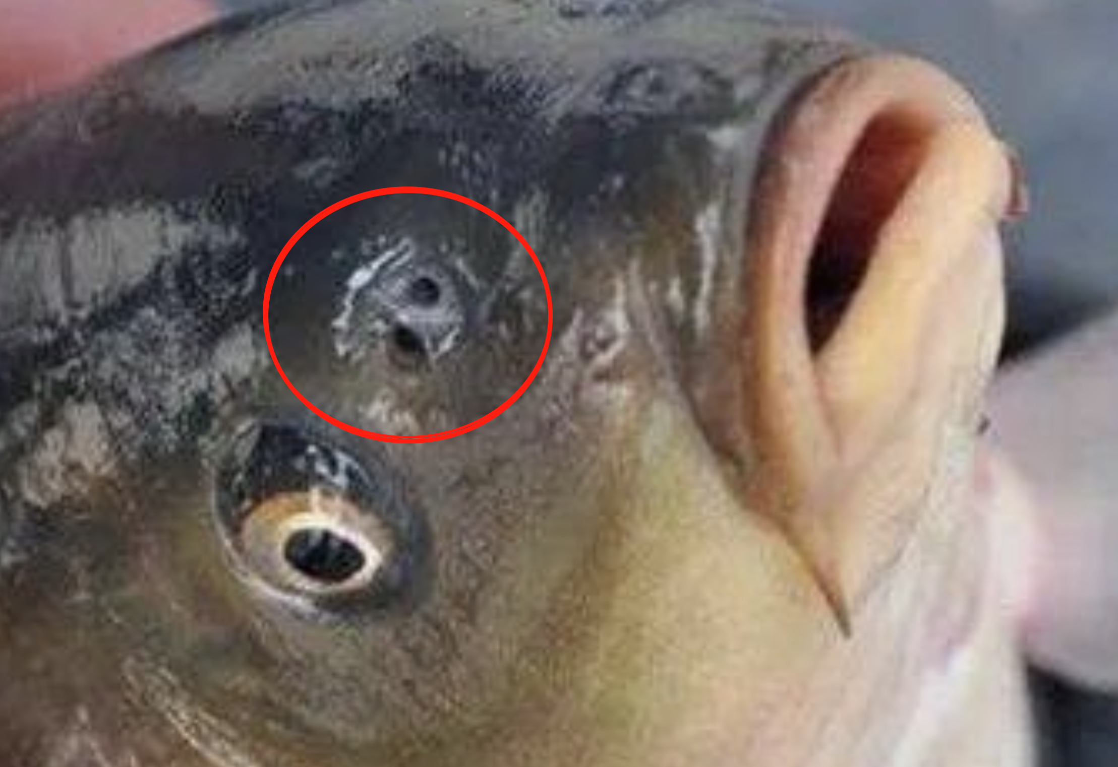 鱼类既然不靠鼻孔呼吸，而用鳃呼吸，那进化出2个鼻孔有何用？