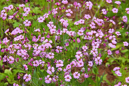 麦蓝菜的功效和作用,麦蓝菜能吃吗