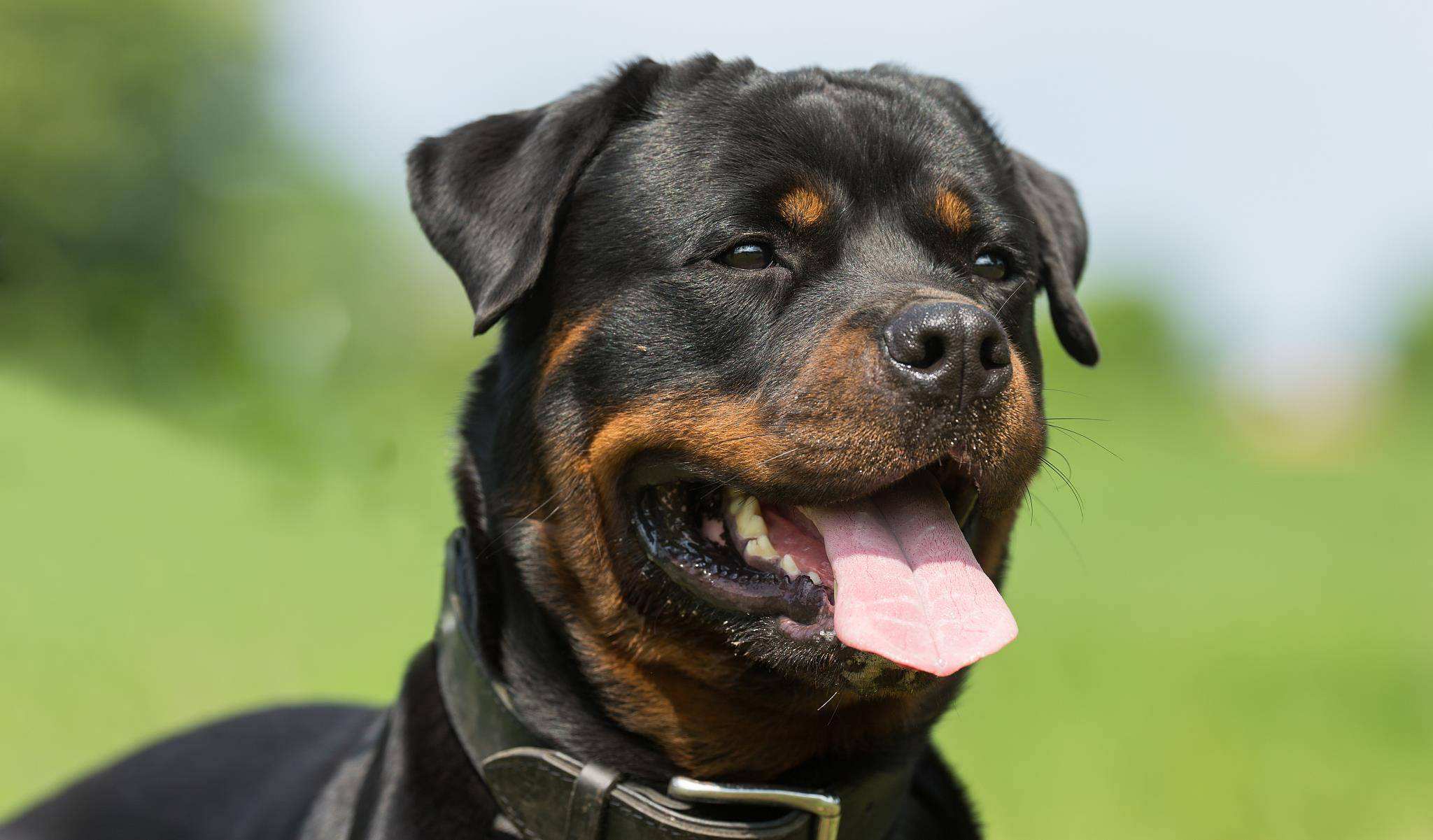 罗威纳犬价格养一只