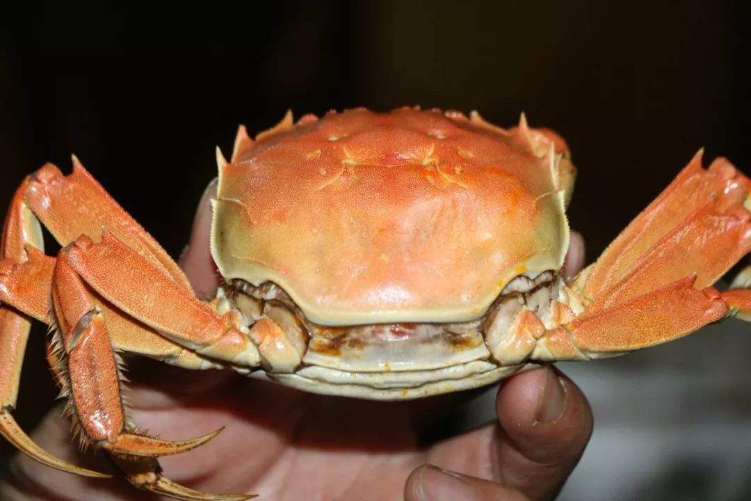 安徽合肥十大特产美食（上）