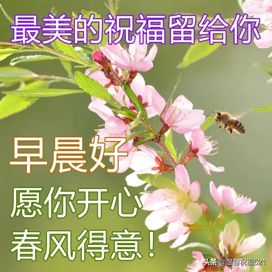 适合微信朋友圈的早安温馨问候语短句 春日早安问候语鲜花图片带字