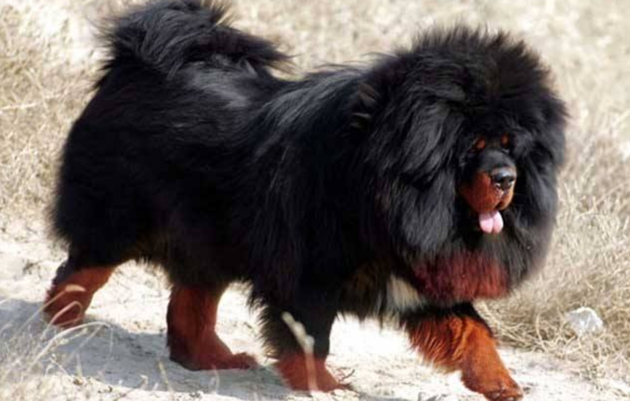 藏獒被商品化,可以说这两个人占主要原因,一个是"藏獒之父"王占奎,另