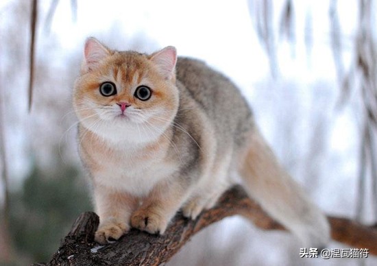 英国短毛猫丨金渐层(黑金)