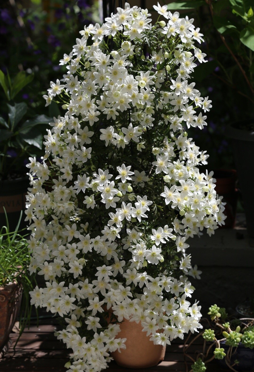 适合早春养的花 银币 花多如瀑布 又美又香 封闭阳台也能养 天天看点