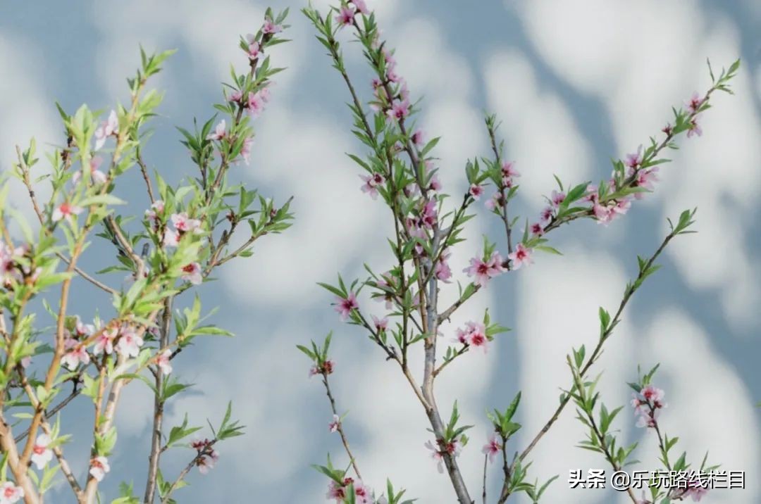 收藏！莲都春游好去处都在这里了