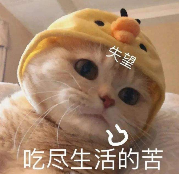 猫是杂食动物吗（20个养猫冷知识详细介绍）