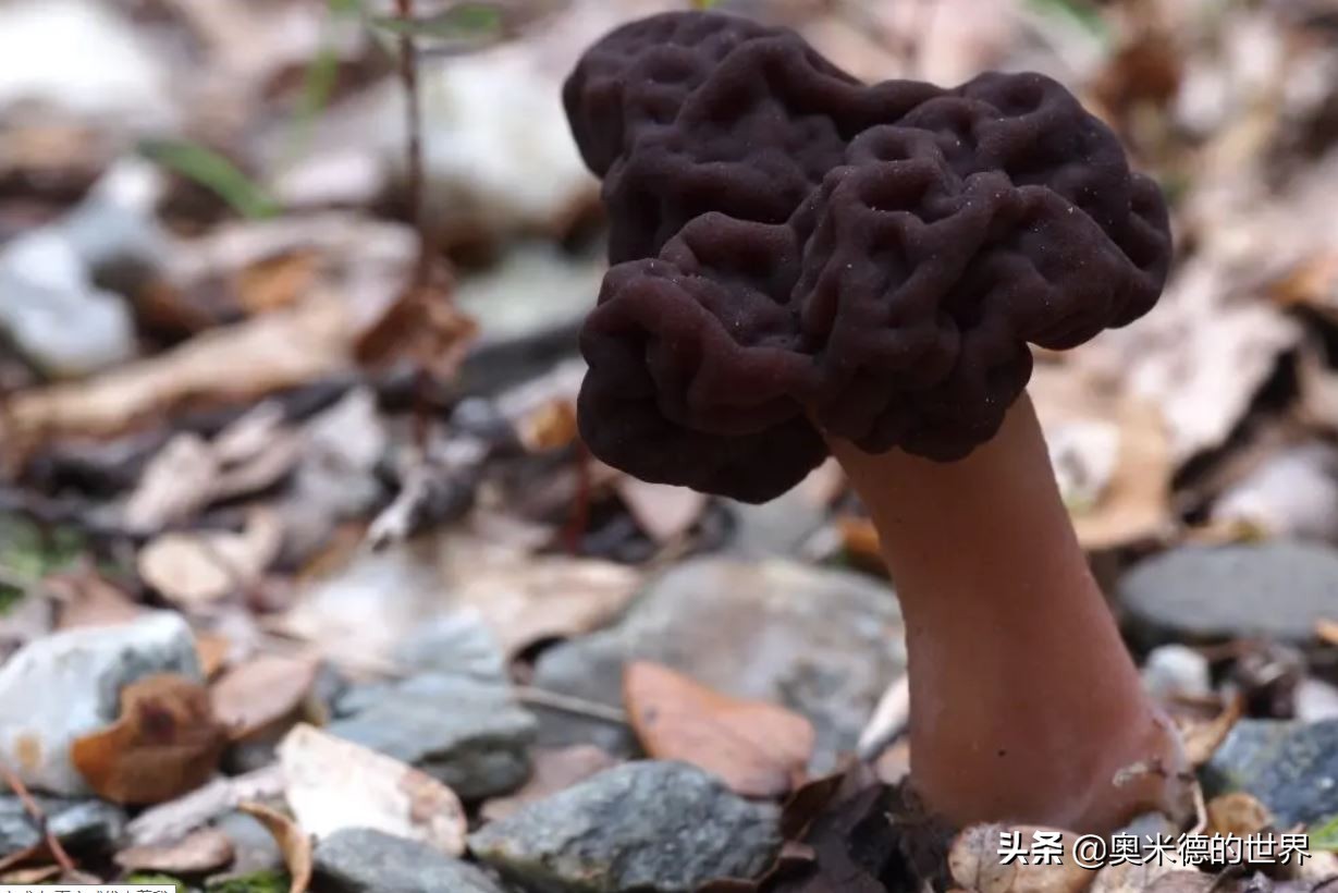 全世界最毒的十种蘑菇，中国最毒的蘑菇致命白毒伞上榜