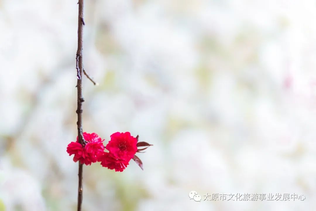 线上展览|“山河春意 锦绣太原——花的世界”主题摄影线上图片展（二）