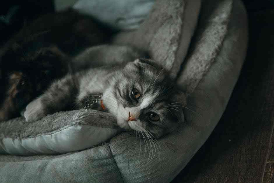 猫咪便秘的原因有哪些？如何在家里帮猫咪缓解便秘