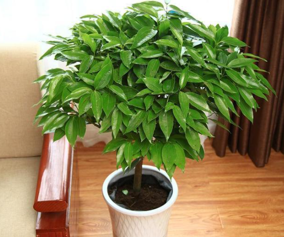 养殖什么最合适(9种"吉祥树",适合家里养,富贵大气上档次,好养寓意好)