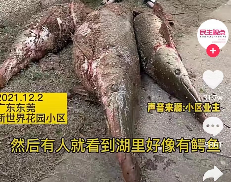 “恶魔之花”胞姐“水中杀手”入侵广东！为何不敢吃？究竟有多毒