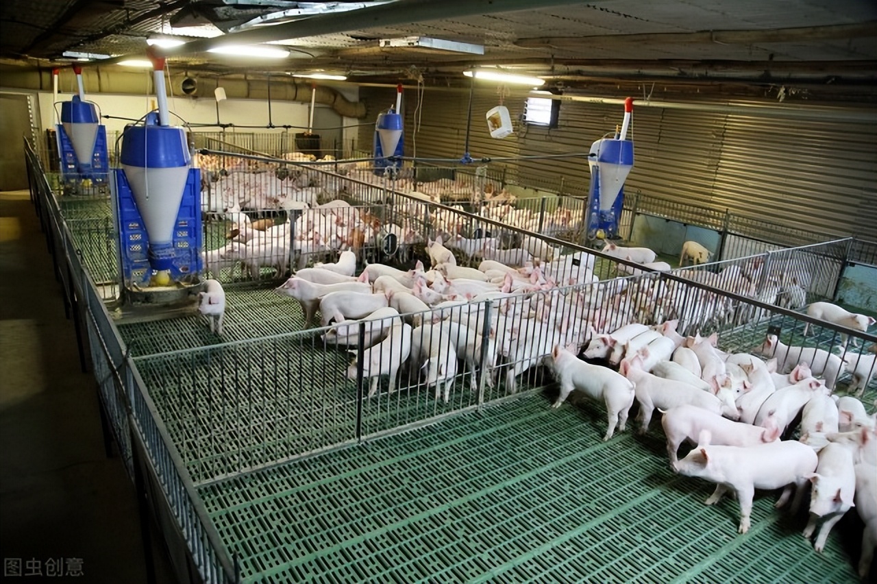中国股市：具备潜力的五家“猪肉”企业，未来有望诞生出猪肉茅台