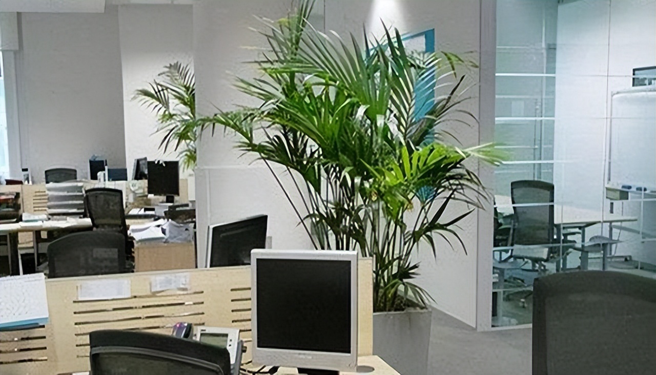 5款适合办公室盆栽，每款都值得拥有，好养又美观，还能净化空气