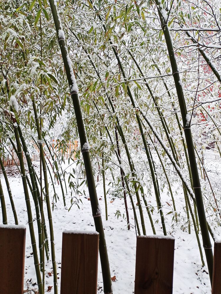 一场雪，让这里的春天真美 摄影/诗文：李武兵