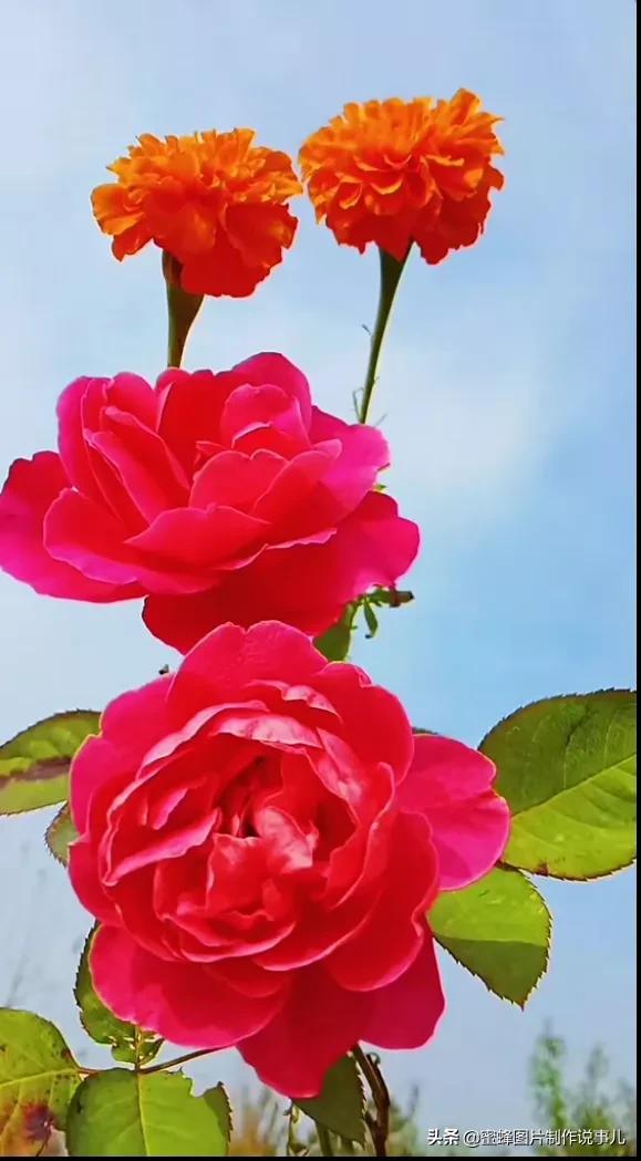 一束鲜花醉了蓝天,美了春天