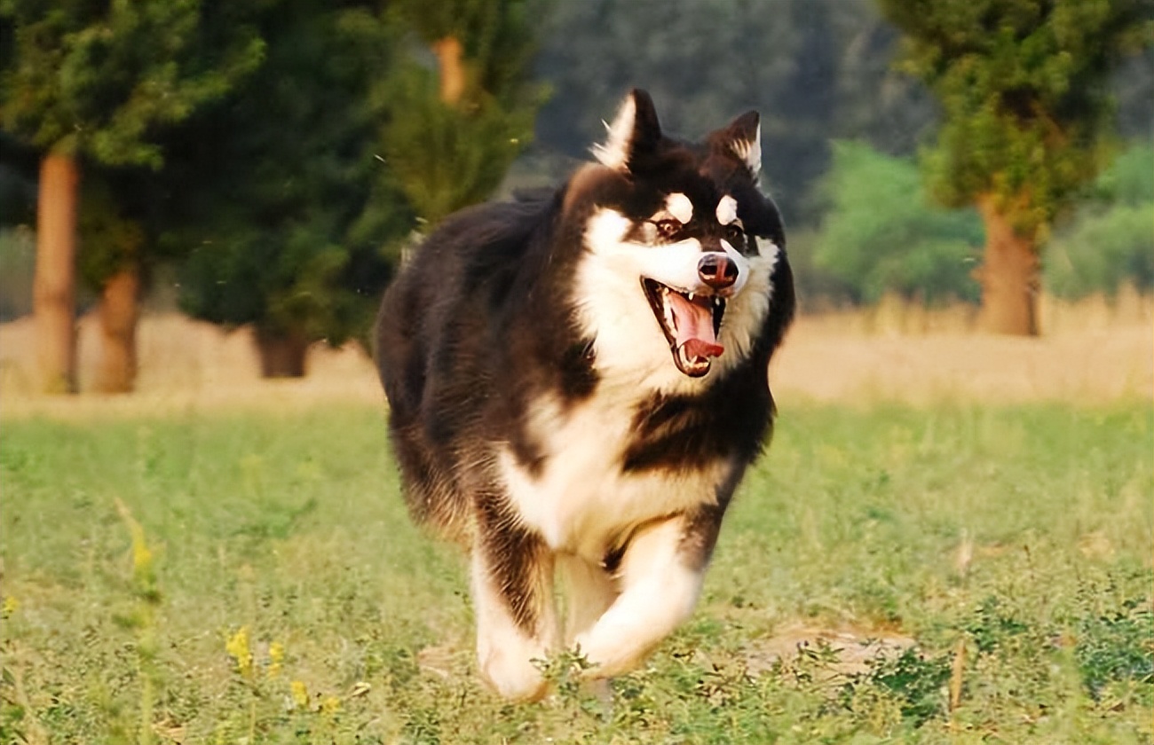 阿拉斯加犬的好与坏,别说你养它那么久,还没看明白