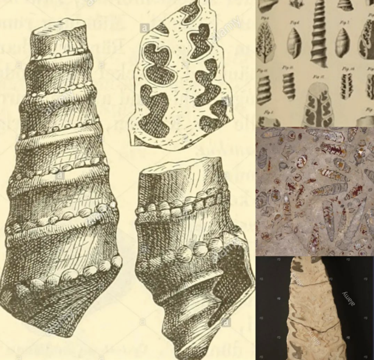 石材里的化石你见过吗？都有哪些石材里面有化石呢