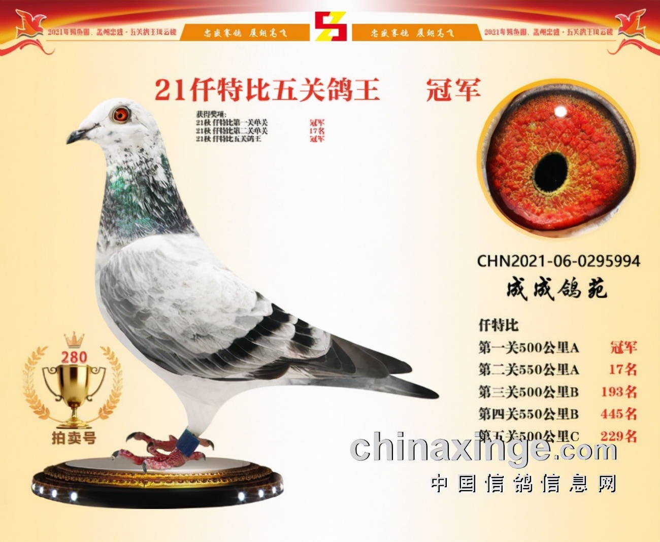 中华信鸽信息网各地公棚中华信鸽信息网各地公棚翔羽俱乐部