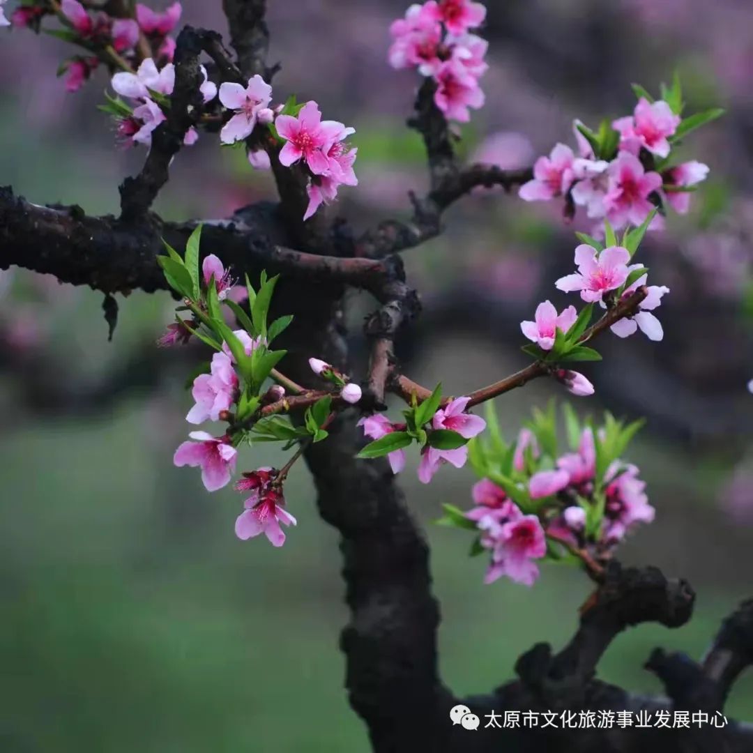 线上展览|“山河春意 锦绣太原——花的世界”主题摄影线上图片展（八）