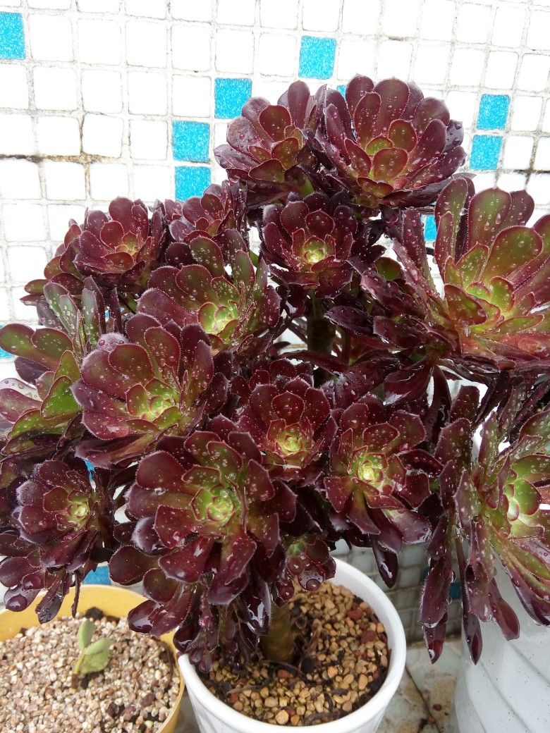 黑法师花语_达一风水网