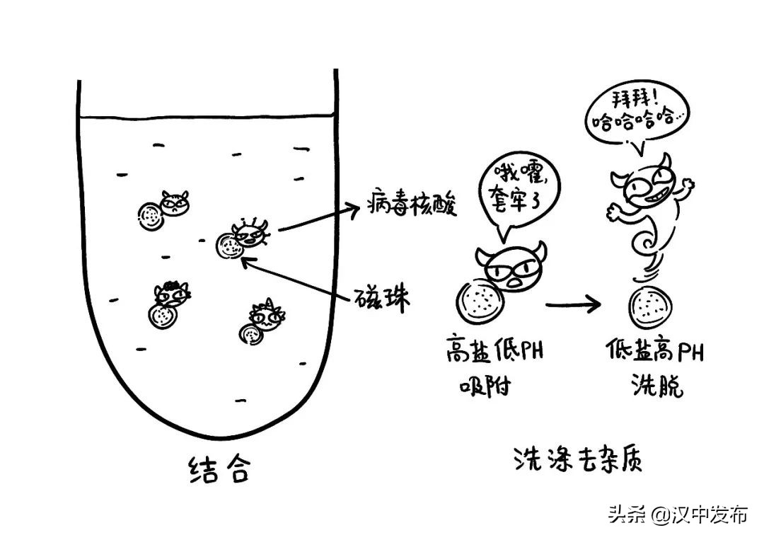 勿催！一份核酸檢測(cè)報(bào)告的誕生不簡(jiǎn)單→