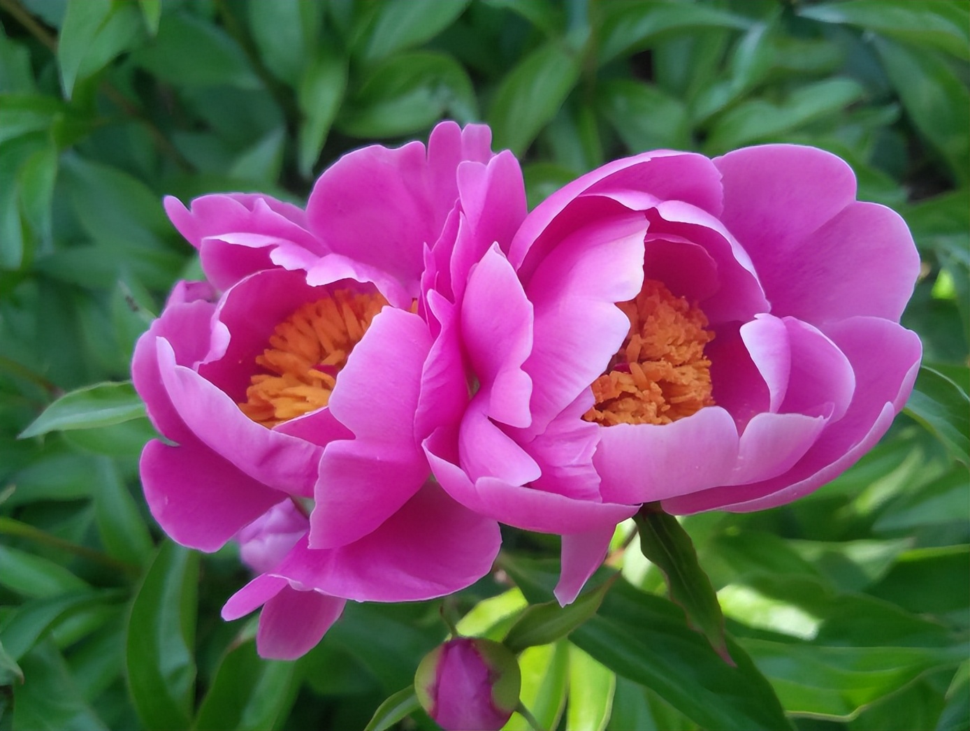 「诗词鉴赏」芍药不嫌春欲老，十二首芍药的诗词，好似牡丹倾国色