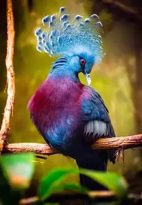 百鸟大全图片和鸟名,百鸟大全图片和鸟名带鸟名