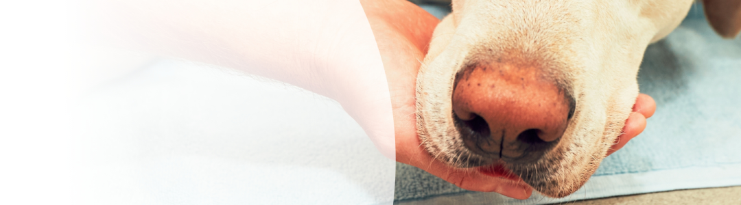 「犬瘟热」狗狗得犬瘟的13种详细特征｜打疫苗能否治疗和预防狗瘟