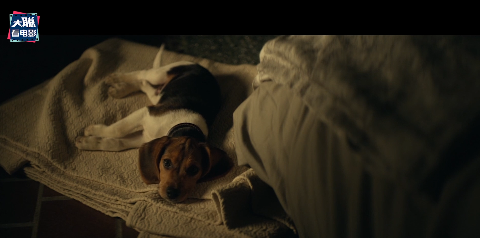 《疾速追杀4》预告解析！甄子丹再演盲人？叶问有枪切的什么路