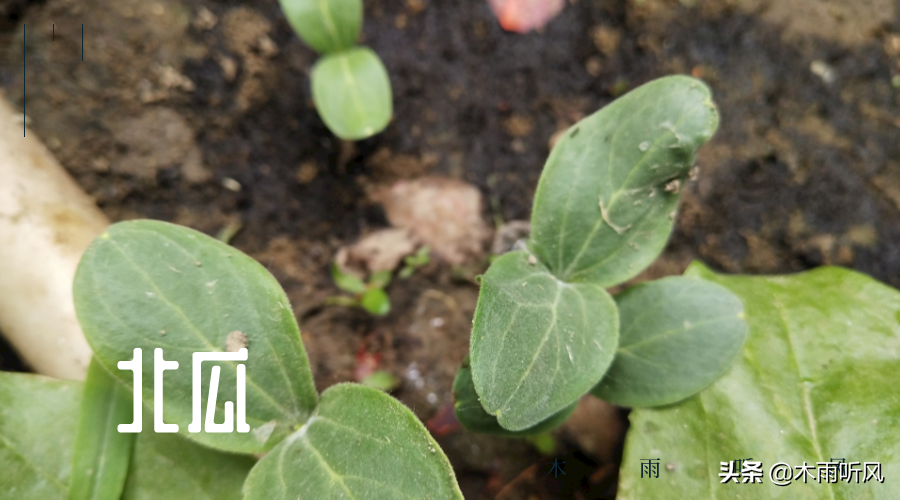 如何种植北瓜？种子的处理很重要，播种之前的处理方法