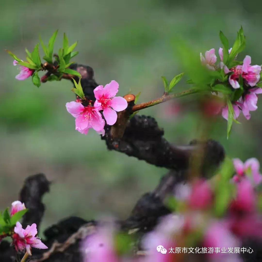 线上展览|“山河春意 锦绣太原——花的世界”主题摄影线上图片展（八）