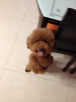 不纯种的泰迪的图片