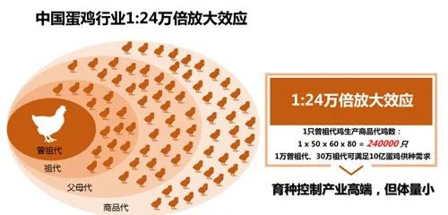 浅谈中国蛋鸡行业当下发展趋势