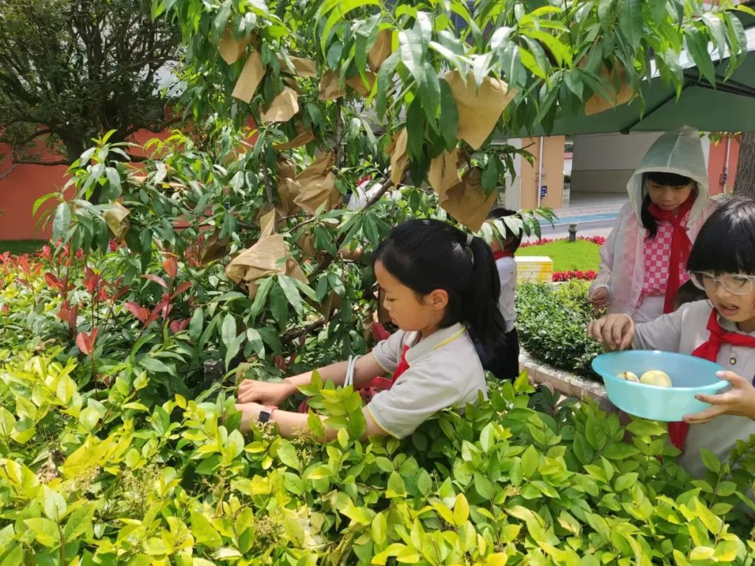 快乐劳动 幸福童年｜记双流区实验小学外国语学校劳动系列课程