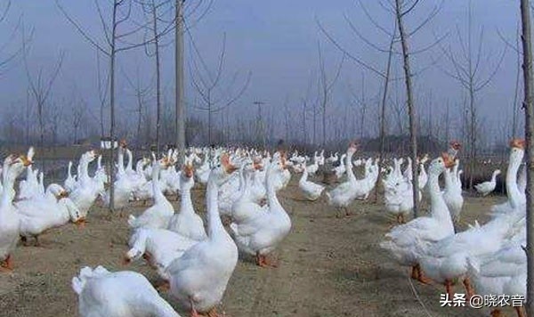 为什么不能随便杀鹅？