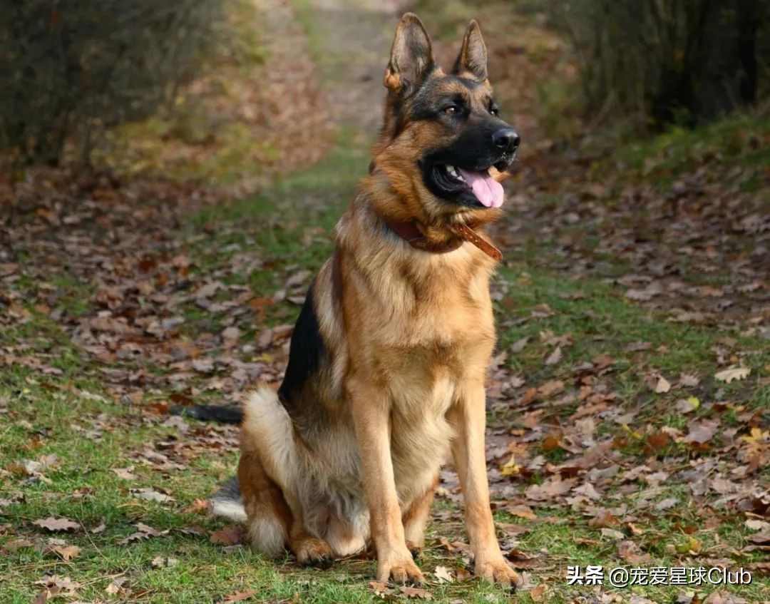百科 | 德国牧羊犬，会用生命来保家卫国的硬汉萌犬