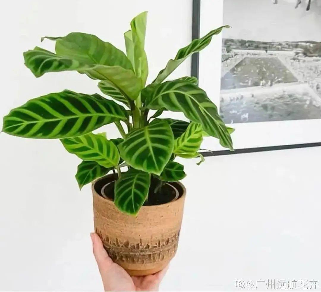 臥室養4種花，一覺睡到天亮，養人養身心